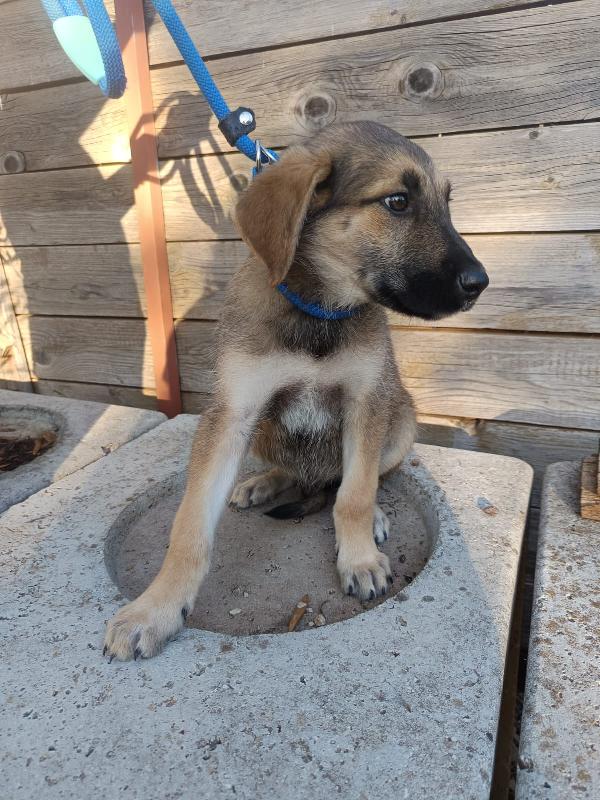 Egon dolce cucciolo 3 mesi Foto 2